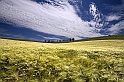 Campo di grano in maggio (IMG_6568_1 copy1rid)